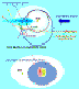 IS Gas Flow, Inner Heliosphere